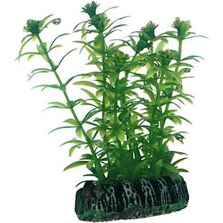 Dohse Lagarosiphon 7 cm