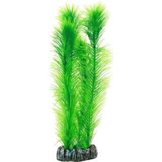 Dohse Mayaca 25 cm