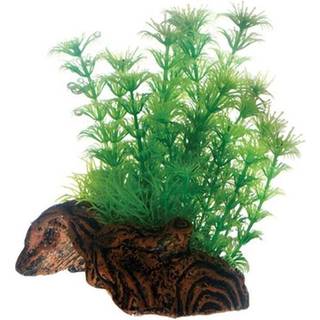 Dohse Flora Root 3 S 17 cm