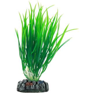 Dohse Cyperus 16 cm