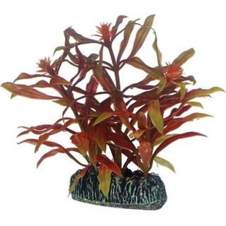 Dohse Nesaea 7 cm
