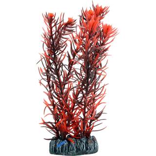 Dohse Eusteralis 20 cm