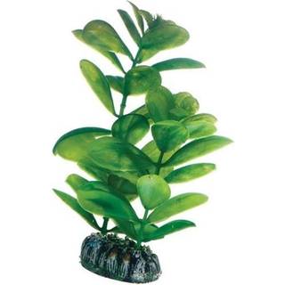 Dohse Saururus 16 cm