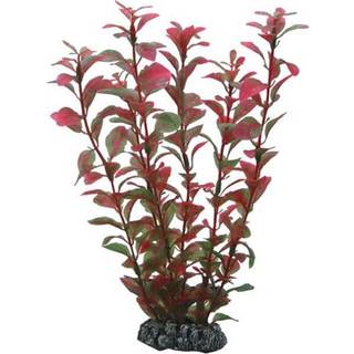Dohse Ludwigia 25 cm