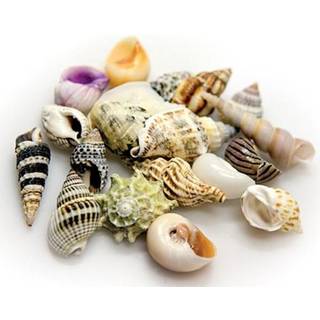 Dohse Sea Shells Set L 5 pcs.