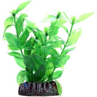 Dohse Hygrophila 13 cm
