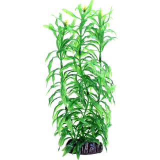 Dohse Heteranthera 25 cm