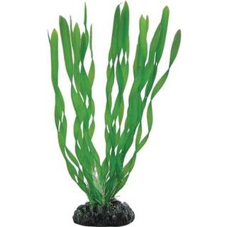 Dohse Vallisneria 20 cm