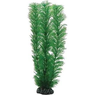 Dohse Egeria 20 cm