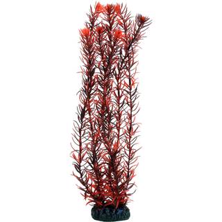Dohse Eusteralis 39 cm