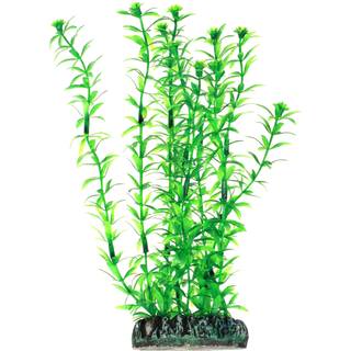 Dohse Lagarosiphon 20 cm
