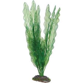 Dohse Aponogeton 39 cm