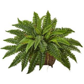 Boston Fern i Metallic Planter