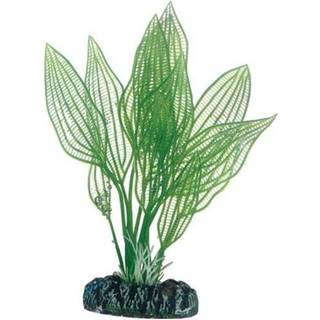 Dohse Aponogeton 16 cm
