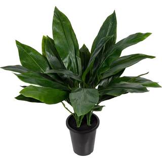 Mr Plant, Aspidistra Potteplante 75 cm