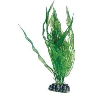 Dohse Aponogeton 25 cm