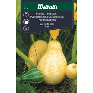 Græskarfrø (Pyntegræskar 'Small Fruited Mix')