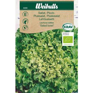Pluksalat frø (Lactuca sativa 'Salad Bowl') Økologisk