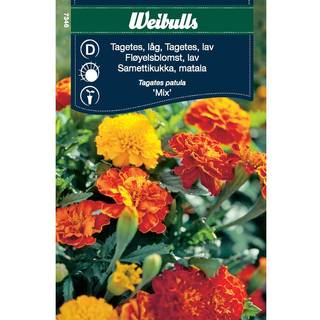 Blomsterfrø (Tagetes Lav 'Mix')