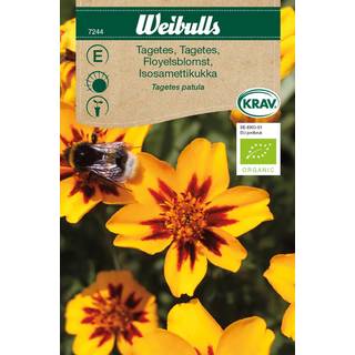 Tagetes lav frø (Targetes patula) Økologisk