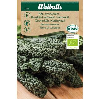 Palmekål frø (Brassica oleracea 'Nero di toscana') Økologisk