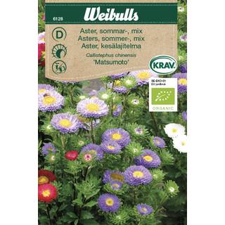Sommer Asters, økologiske frø (Callistephus chinensis 'Matsumoto')