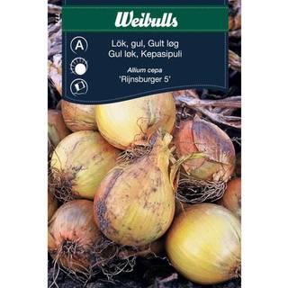 Løg (Gult Løg allium cepa 'Rijnsburger 5')