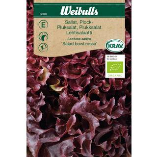 Pluksalat frø (Lactuca sativa 'Salad Bowl Rossa') Økologisk