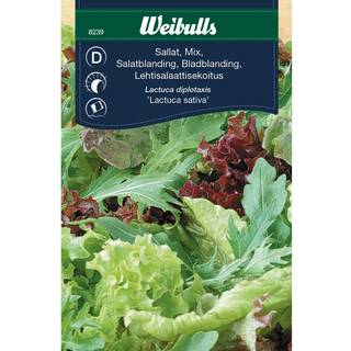 Salatfrø (Salatblanding &#039;Lactuca Sativa')