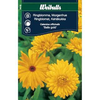 Blomsterfrø (Morgenfrue 'Balls Gold')
