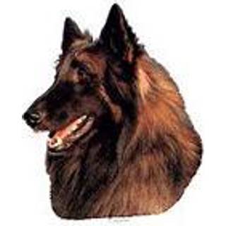 KW TERVUREN 7.5 CM / 4 STK