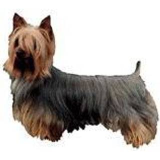 KW SILKY TERRIER 6 CM / 4 STK