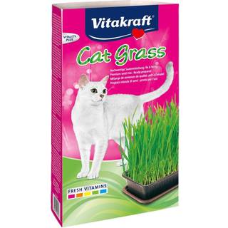 Kattegræs