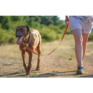 Julius-K9 C&G - Super-grip leash - Orange-Gray Width: 0.7/ 20mm Length: 33ft / 1