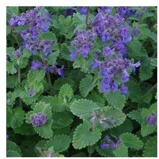 Katteurt / Blåkant 'Blue Wonder'