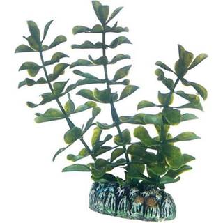 Dohse Bacopa 13 cm