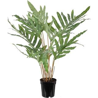 Mr Plant, Storbladet bregne 75 cm
