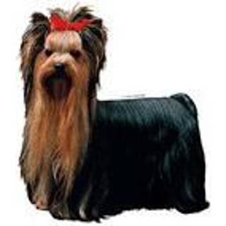 KW YORKSHIRE TERRIER 14.5 CM / 2 STK