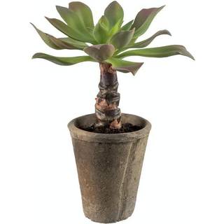 Mr Plant, Echeveria 30 cm