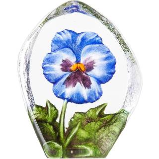 Stedmoderblomst, Blå - Målerås