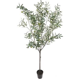 Mr Plant, Oliventræ 230 cm