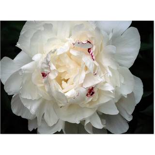 Varemærke fin kunst kurt shaffer perfekt peony lærredskunst 18 af 24-tommer