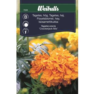 Blomsterfrø (Tagetes Høj 'Crackerjack Mix')