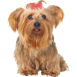 Trixie 10 Dog Hair Bows Assorted Colours