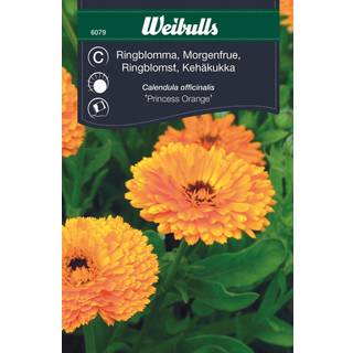 Blomsterfrø (Morgenfrue 'Princess Orange')