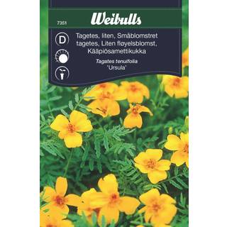 Blomsterfrø (Småblomstret Tagetes 'Ursula')