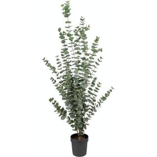 Mr Plant, Eukalyptustræ 170 cm