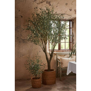 Mr Plant, Oliventræ 240 cm