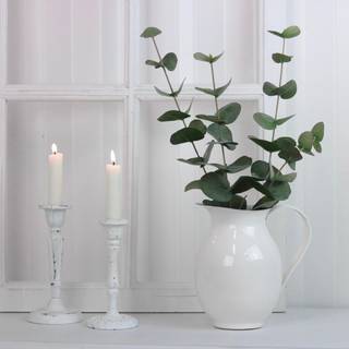 Eucalyptus afskåret blomst grøn