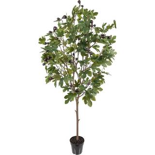 Mr Plant, Figen Træ 210 cm